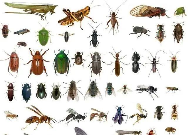 昆虫 违背进化论逻辑：为什么昆虫会衍生出翅膀？翅膀的起源是怎样的？