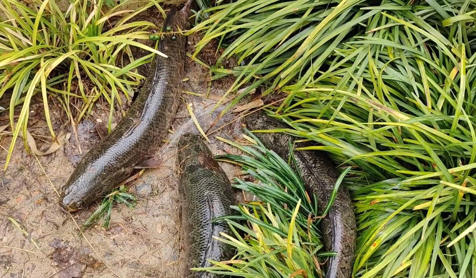 黄浦江|黑鱼随便捞？黄浦江边黑鱼乱窜，捞鱼的大爷：都是“念经鱼”