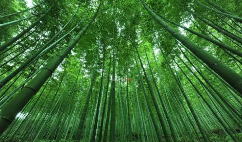 四川省 四川有个冷门竹海景区，景色完全不输蜀南竹海，却少有外地游客