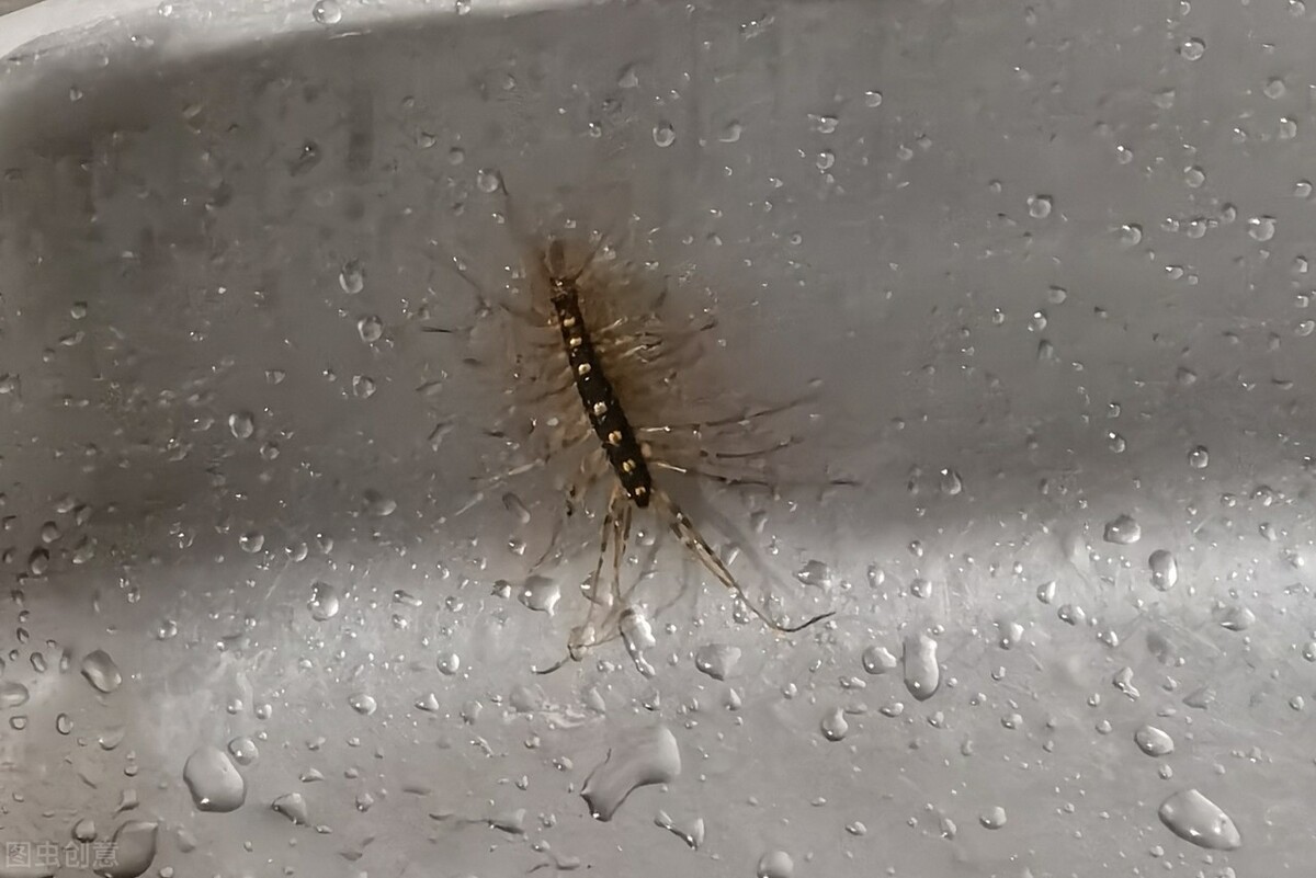 蜈蚣 蚰蜒不是蜒蚰，也不是蜈蚣，古时称“草鞋虫”