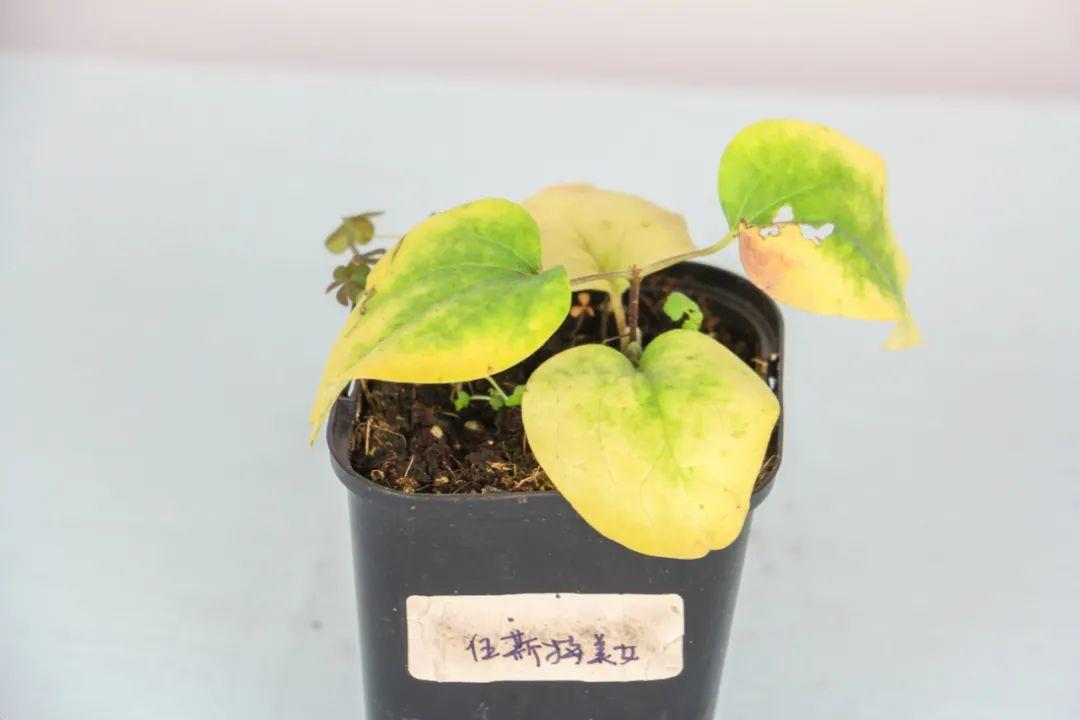 7种花冬天会假死,叶子掉光不要扔,明年还能大爆花!