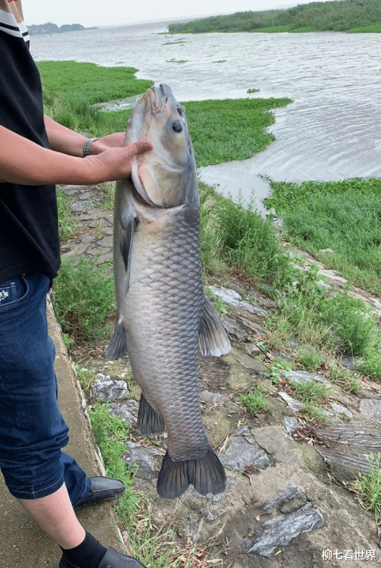 千岛湖|千岛湖有人钓到80多公斤的大鱼,网友:能卖多少钱?