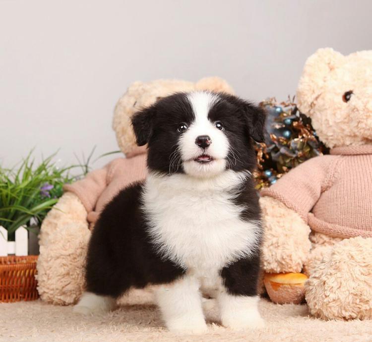 芷兰小时光|不可忽视宠物狗带来的家庭伤害,禁养宠物狗是我唯一的选择