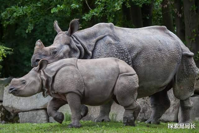 犀牛 河马vs犀牛，谁才是真正的陆地之王？大象见了都得退避三舍