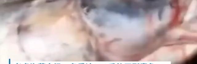 |172斤的青鱼你见过吗?钓鱼人:我能把它遛上岸!