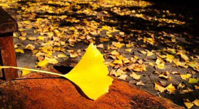 梦缘易八字命理|正偏财俱全财气旺，的八字，虽不富贵但却很有钱