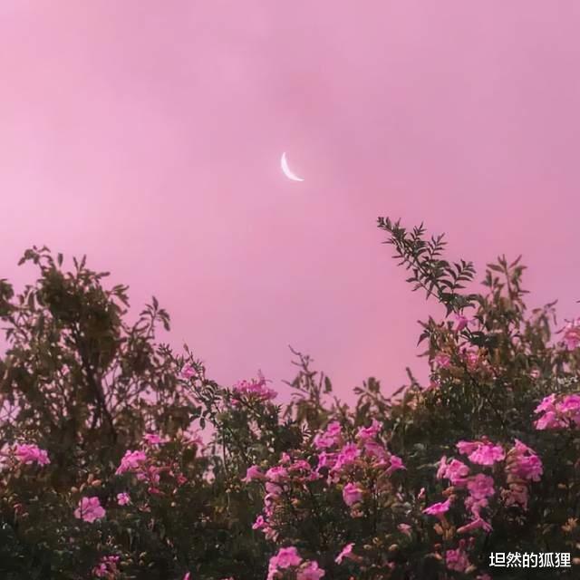 坦然的狐狸 余生很长，别着急，淡然地活（清醒）
