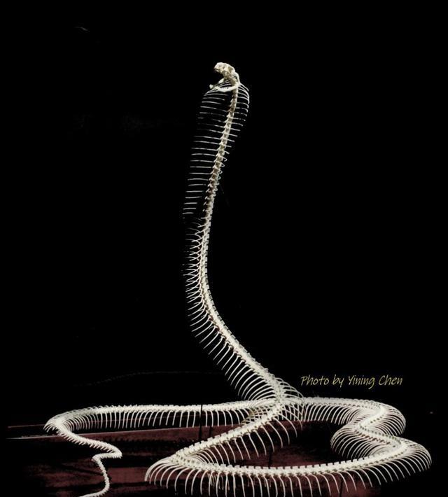 蜜獾 吞食人类捕食鳄鱼，长度可达6米的非洲岩蟒，却常被平头哥干翻