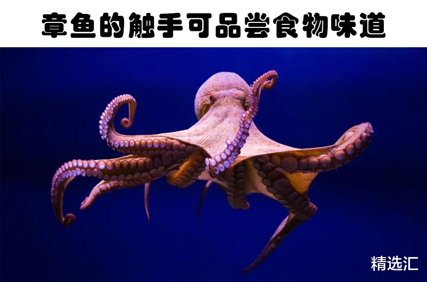 化石 在教科书里没有出现过的7个关于动物的疯狂事实