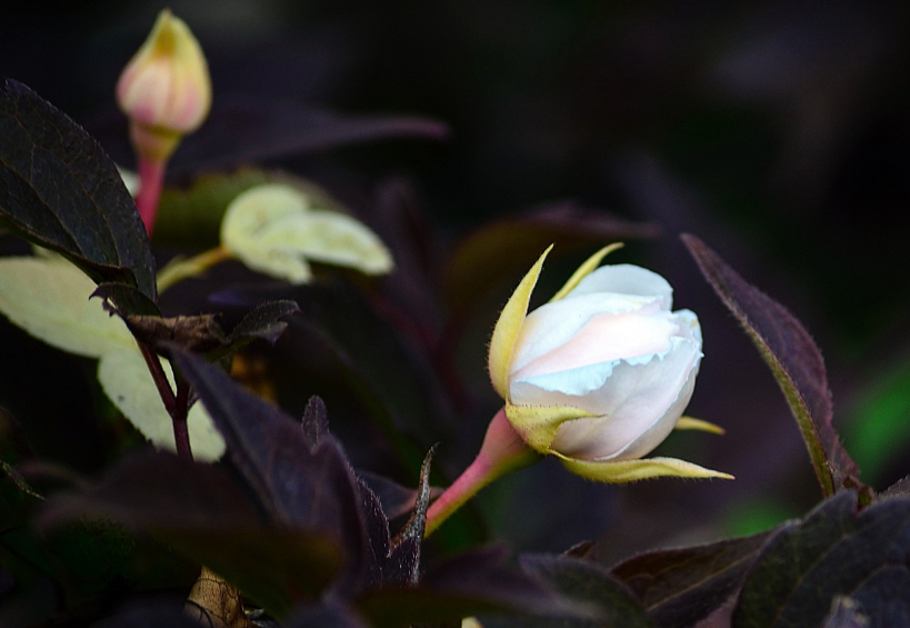 旧爱|8月，曲终人不散，人来人往，爱情动人，3生肖再续深情，爱情降临