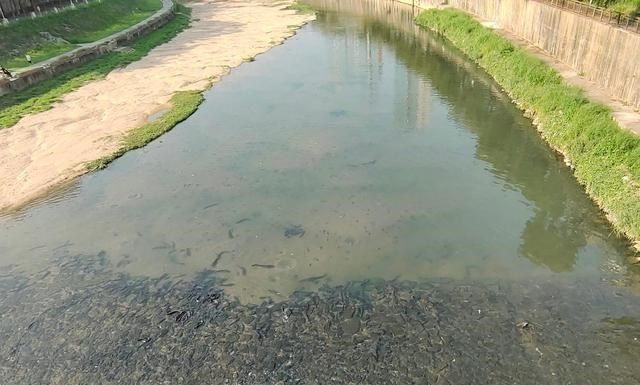 广州市|广州钓鱼人钓起“河道鱼王”，1.4米长，拍照后将其放生