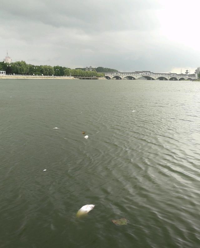 曲阜|热死的？山东曲阜河道出现许多死鱼，钓鱼人：可惜了，好多大鱼