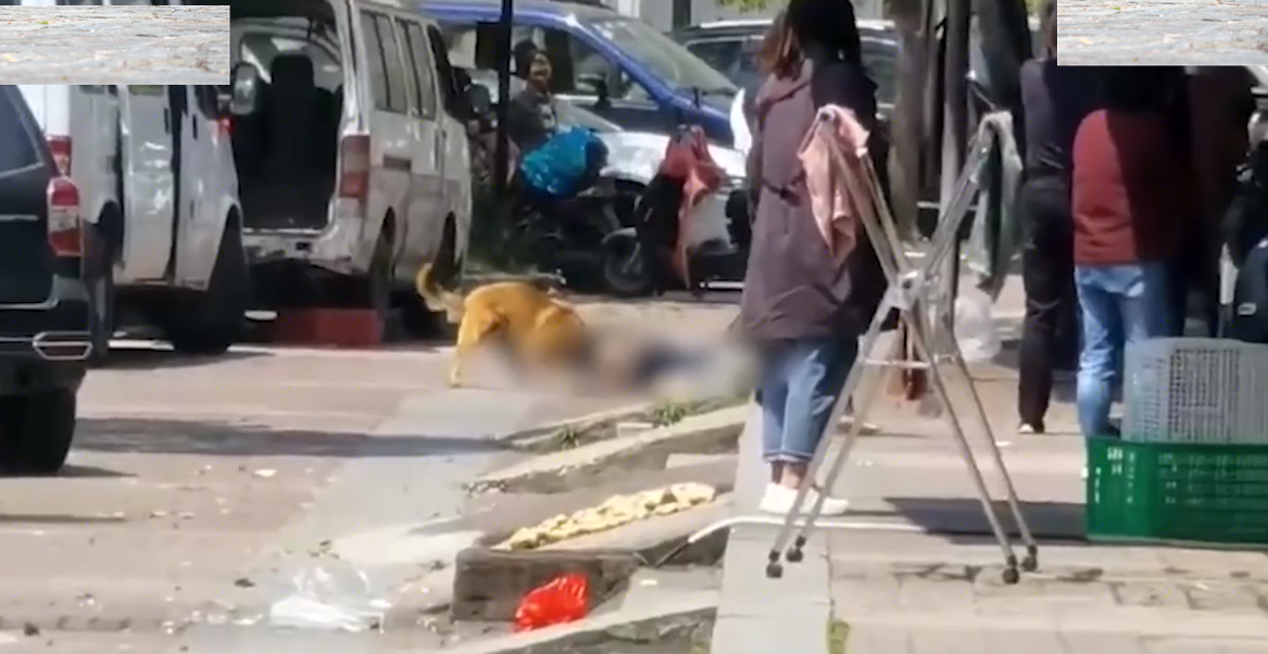 掌上社评 南通一恶犬当街咬人致死？街道回应，网传消息不属实，人无大碍