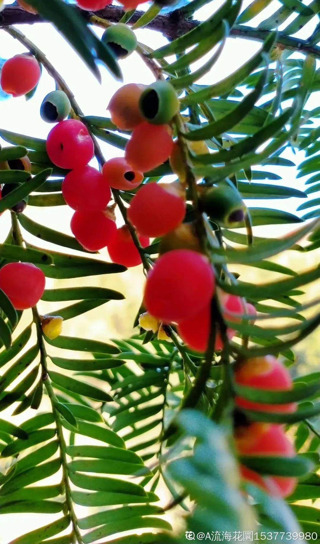 男子花100元买盆花，警察半夜找上门，结果悲剧了