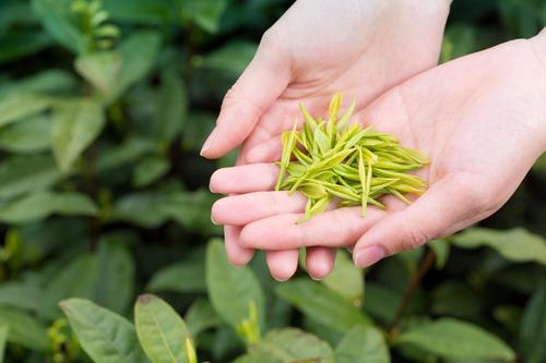 安吉白茶 建议收藏的《安吉白茶》知识