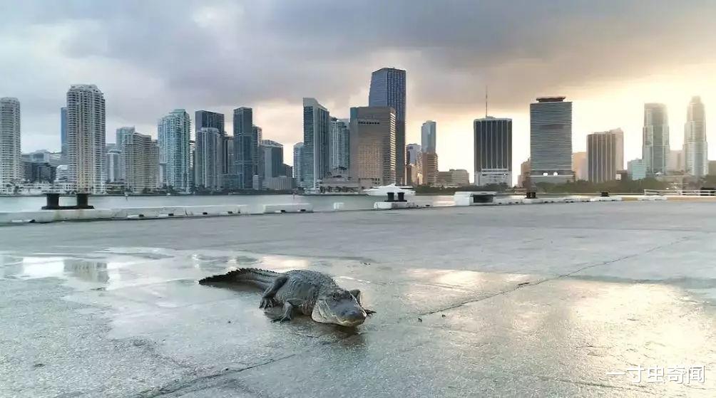 野生动物 野生动物在城市，人与动物的矛盾不可调和？其实动物会在城市进化