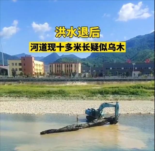 奶豆说育儿|10多米!广元羊木河疑似现千年乌木 乌木价值不菲,为何广元很多