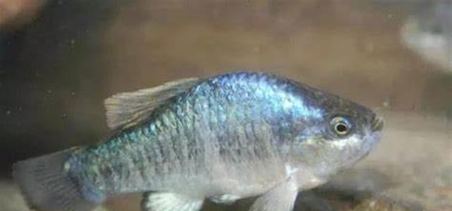 遗骸 干旱炎热无法打败它，它们是鱼却生活在沙漠中，如今危机重重