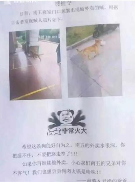 流浪狗|流浪狗偷外卖，女大学生狂追一条街霸气喊话：你哪个学院的？