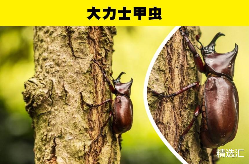 蝎子 虽然看起来很吓人，但远没有想象中危险的6种动物