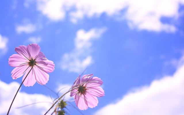 小新星座说|不喜欢玩心机的星座,为人正直人品好,愿意走心交往