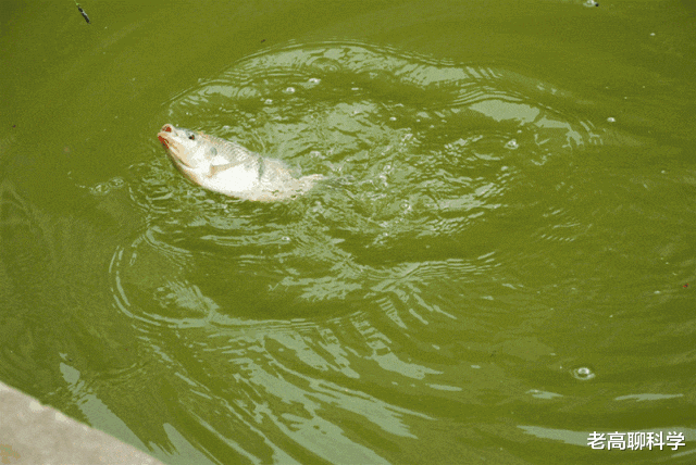 蜂蜜|一场钓鱼人的“狂欢盛宴”，别掉队，给春季野钓鲤鱼“把把脉”