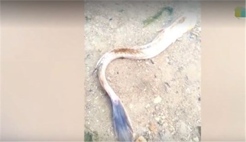 |男子意外捞上“龙形生物”，别人鉴定后，男子不淡定了