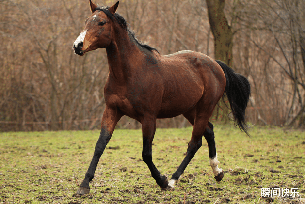 瞬间快乐|大金马：出生这几个月的属马人，好运挡不住，生活乐滋滋，事业再高升