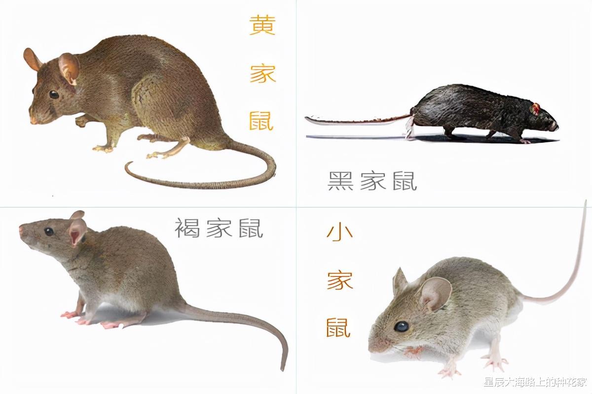 老鼠那么可恶，为什么不让它们全部灭绝？对人类到底有什么影响？