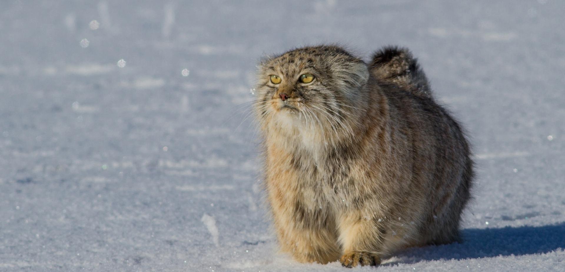 火星探测器|狼见了都要叫大哥的“猞猁”，在森林里到底有多恐怖？