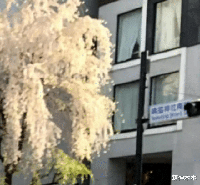 张哲瀚|张哲瀚朋友背景曝光，品牌官网放神社宣传，被指专坑中国人的钱