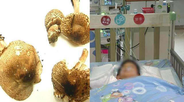 久见菌菌|祖孙三代误食毒蘑菇丧命，究竟什么样的蘑菇有毒，什么样的没毒？