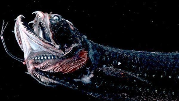 |生活在海底千米之下的,10大奇异动物!