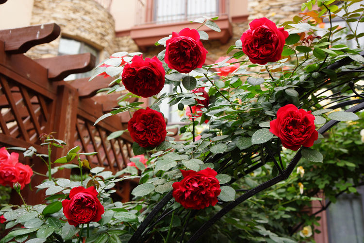 别墅|为了建花园，买了带80㎡庭院的别墅，历时4年，如今已是花开满园