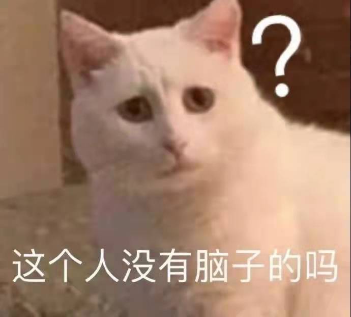 90后|在公司养猫咪是种什么体验?