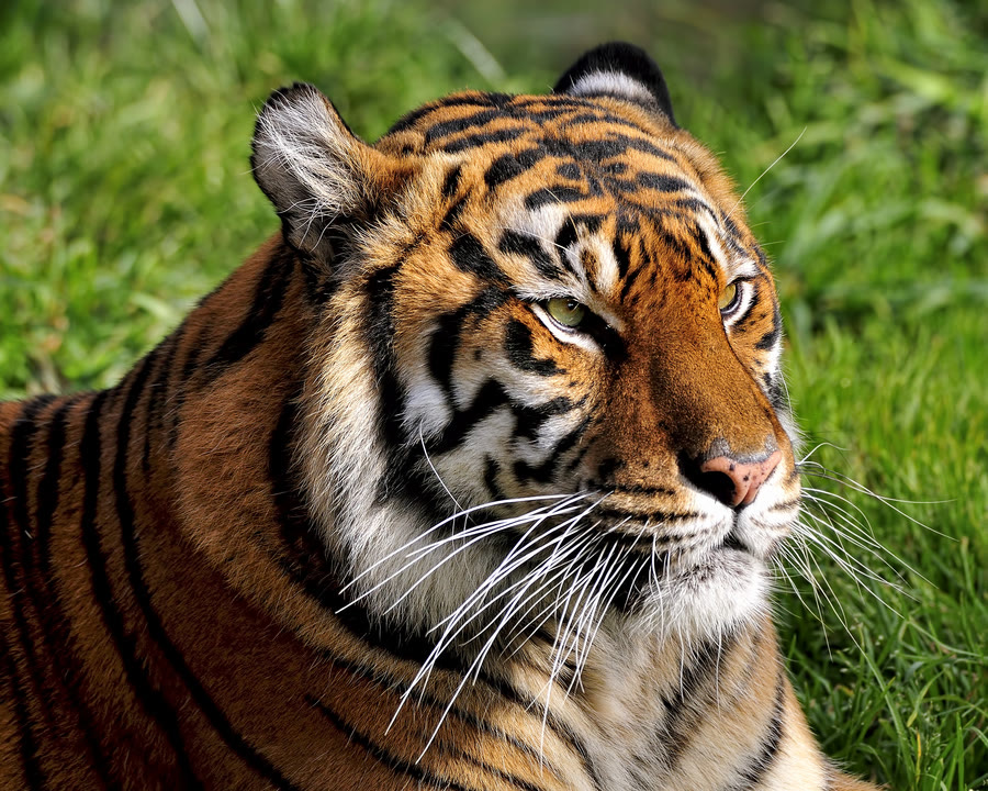 老虎 老虎太不小心了，为什么身上的毛发是一身橙黄色？