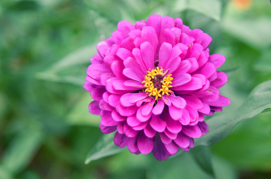 生肖夜梦|7月，桃花落下，三千鸦杀，3生肖双手紧握爱情，不忍别离，不必分离