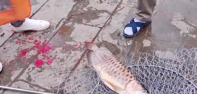 钦州|钦州河道出现大型龙鱼，被钓鱼人钓起，钓鱼人：已经冻死了