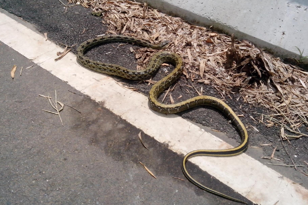 信贷 国内最没“牌面”的蛇，总是被人信手拈来，却是老鼠的最大克星