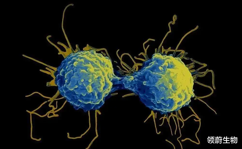 抗体 被诺奖遗忘的伟大发现：T细胞和B细胞，定义现代免疫学的起点