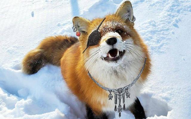 狐狸|《天官赐福》花城像小狐狸,笑起来好可爱,快点开口喊哥哥!