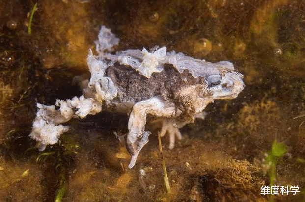 未来学大会 真菌能控制蚂蚁？被寄生后会变成“僵尸蚂蚁”，受真菌控制！