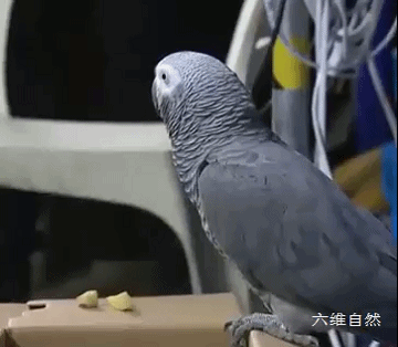 六维自然|上海一居民家飞来一只罕见鹦鹉，模仿人说话能力很强，会说早上好