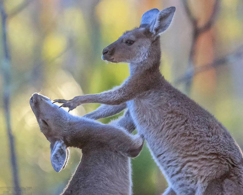 紫侠|这种国宝级动物，因为太能生变成了下酒小菜，味道还不错！