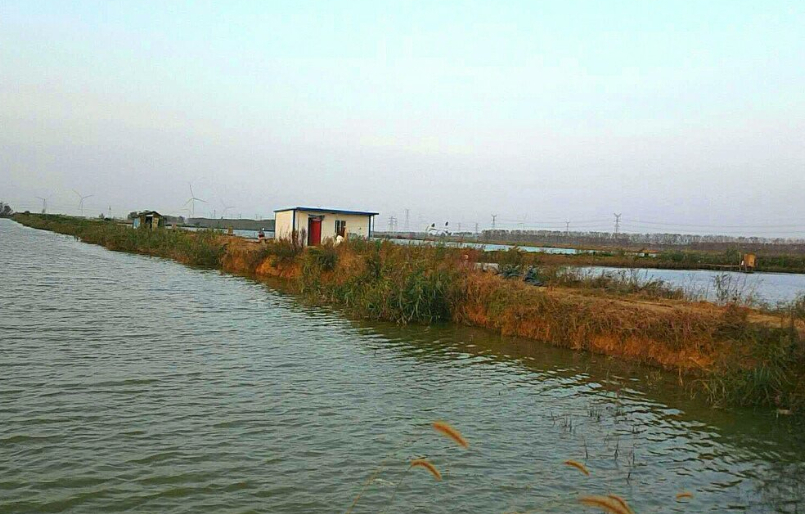 盐城 继东台市后，盐城又一县走红，被赞“何首乌之乡”，204国道过境