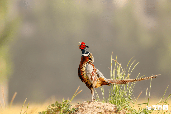 珊瑚 为何环颈雉长着翅膀，但却不善飞翔？