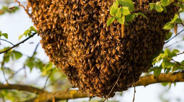 南安育儿经|收回来的蜂第二天在巢门“挂胡子”怎样解决？