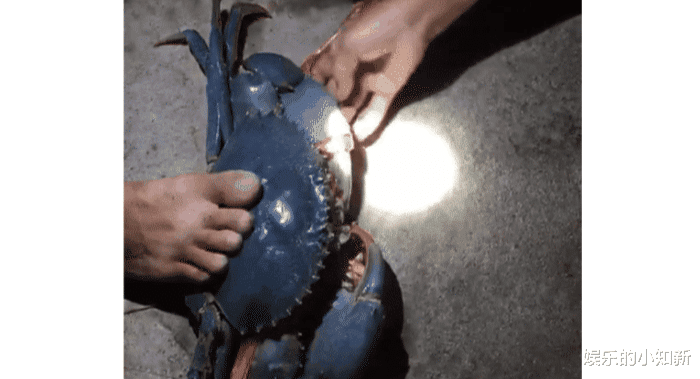 “我从泥里抓了只罕见巨蟹,被夹住就惨了”