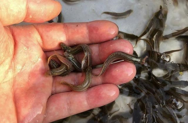 范振钰|争议不断的“泥鳅钓”，为何被禁止？网友：危害大到毁一片水域