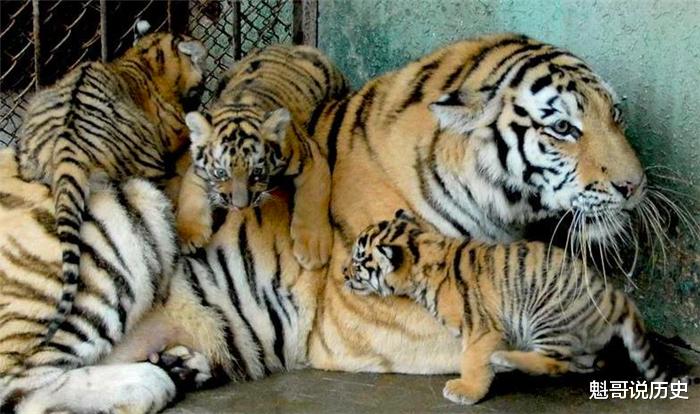  “虎生三子，必有一彪”，彪是什么？跟普通的小老虎有什么不同？